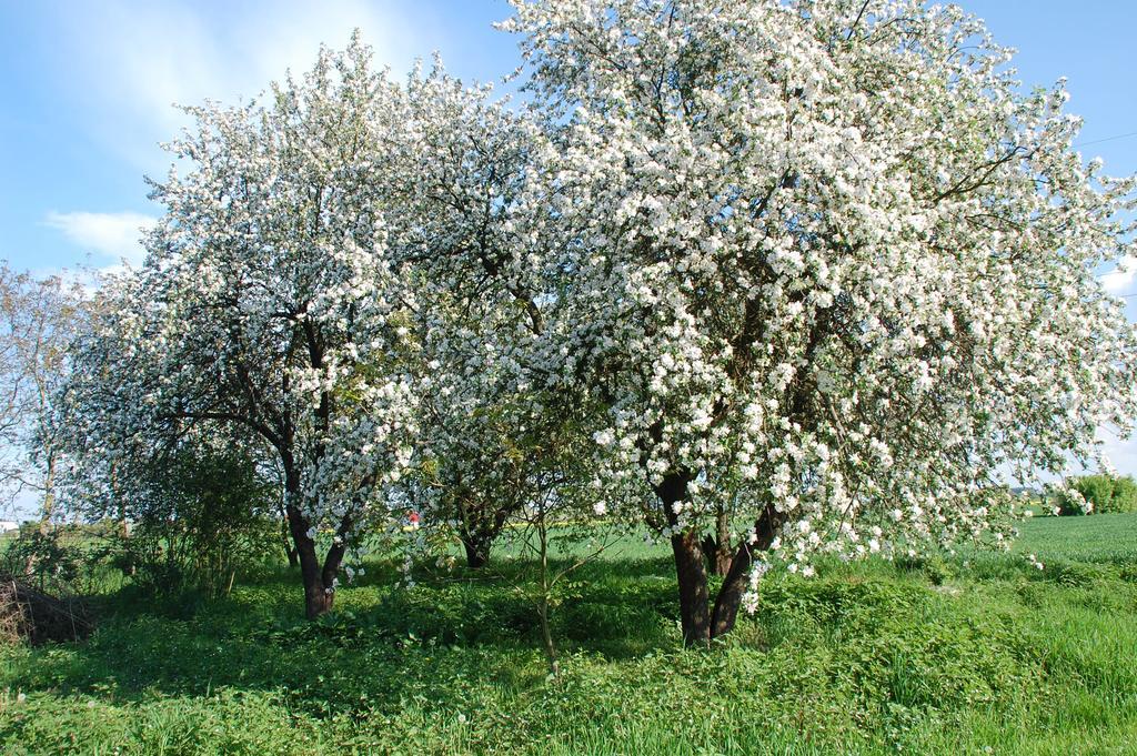 Agroturystyka Pod Swierkami Nadrybie Buitenkant foto