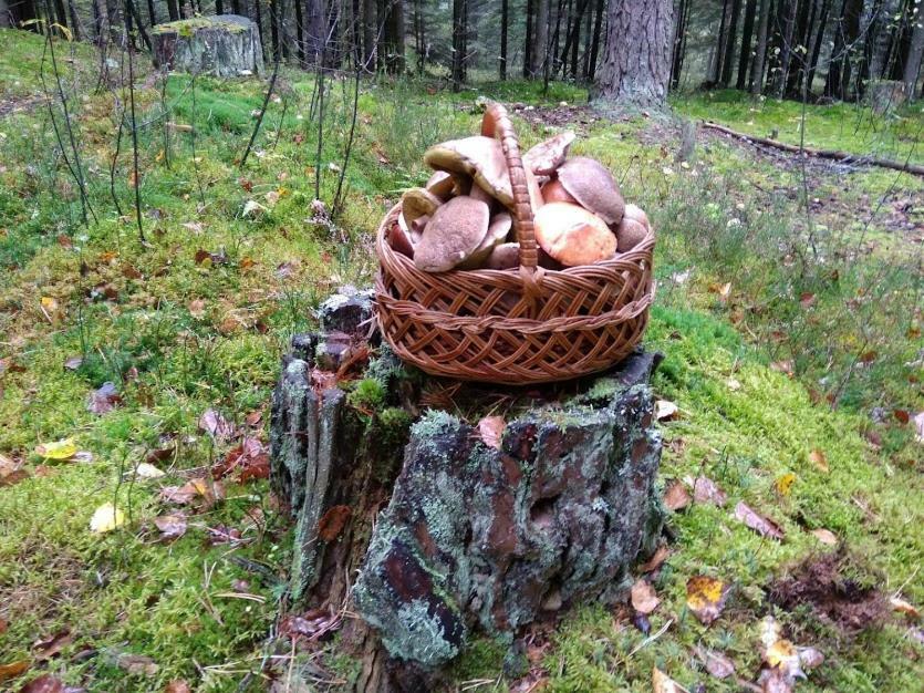 Agroturystyka Pod Swierkami Nadrybie Buitenkant foto